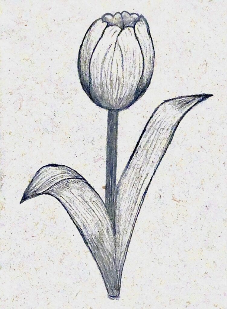 Kumpulan Gambar Bunga Tulip Sketsa Terbagus dan Terlengkap 16 Gambar Bunga Tulip Sketsa
