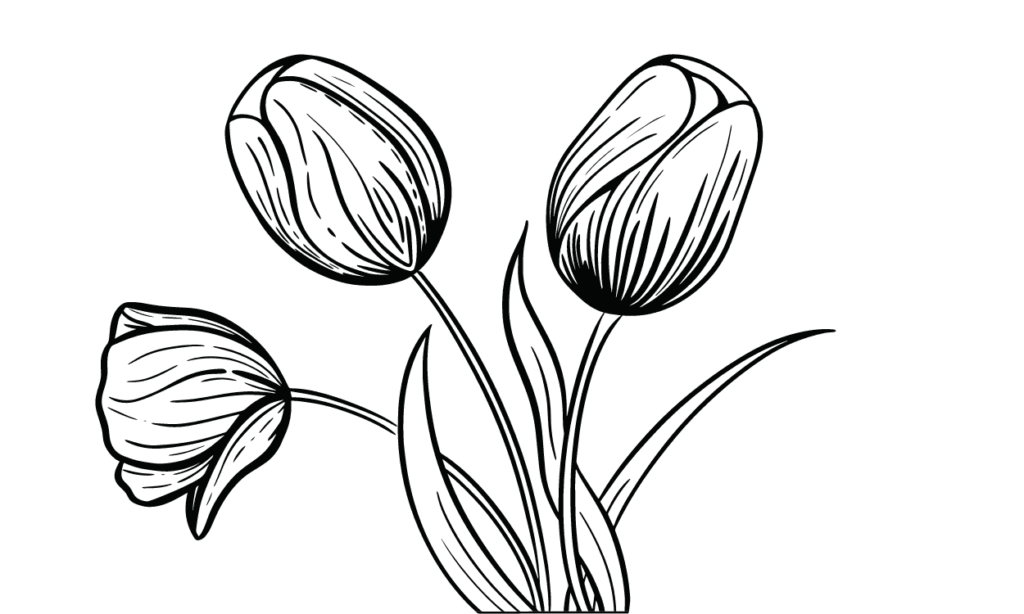 Kumpulan Gambar Bunga Tulip Sketsa Terbagus dan Terlengkap 7 Gambar Bunga Tulip Sketsa