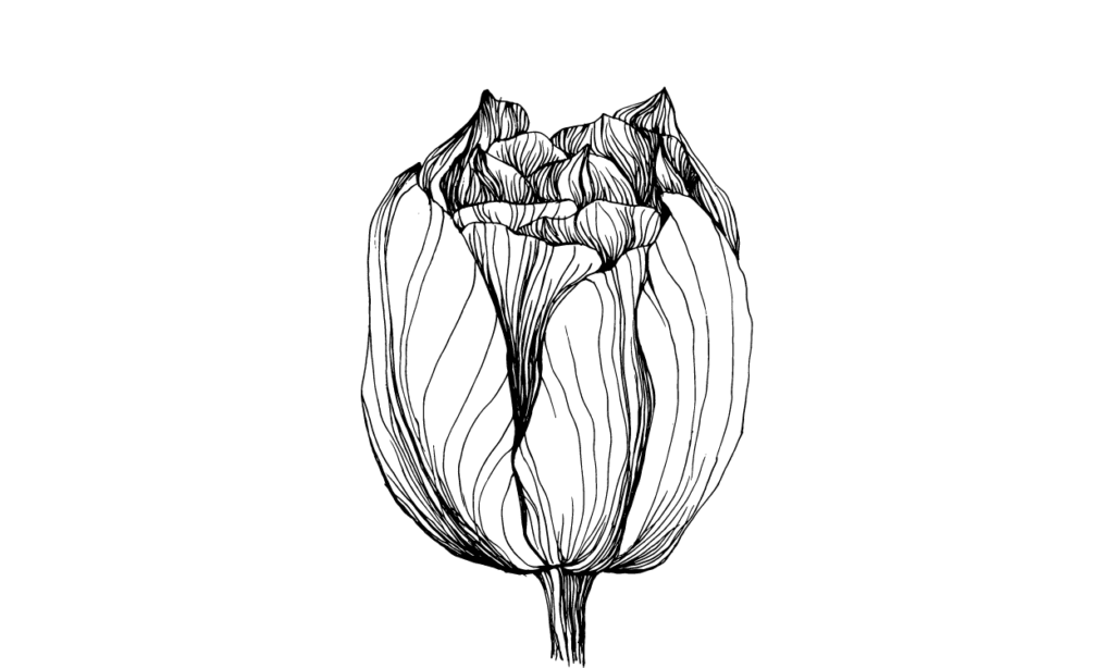 Kumpulan Gambar Bunga Tulip Sketsa Terbagus dan Terlengkap 2 Gambar Bunga Tulip Sketsa