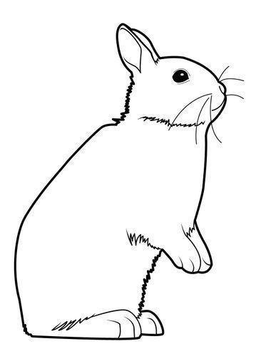 Kumpulan Gambar Mewarnai Kelinci Terbagus dan Terlengkap 19 Gambar Mewarnai Kelinci