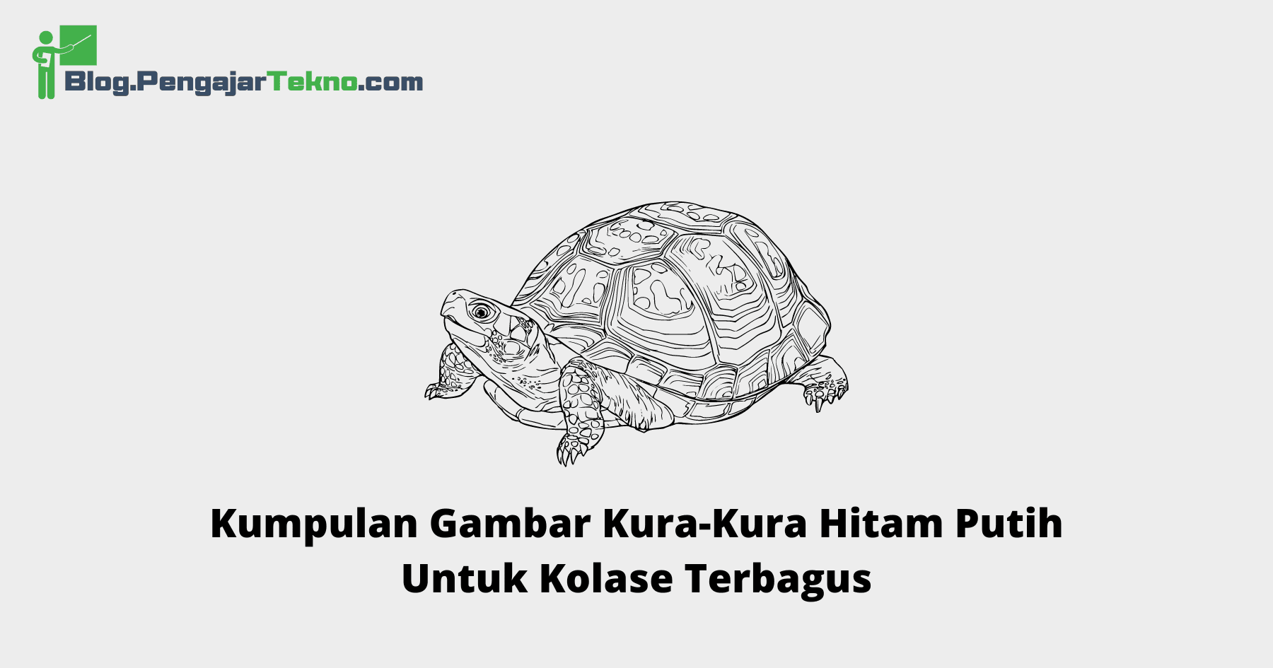 Gambar Kura-Kura Hitam Putih Untuk Kolase