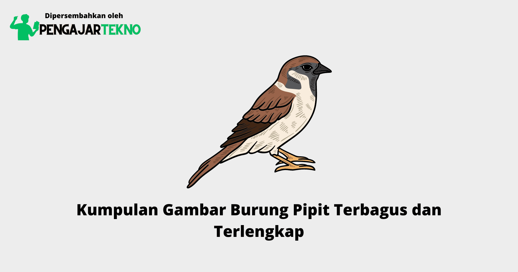 Gambar Burung Pipit