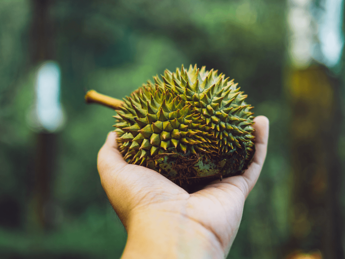 Kumpulan Foto Durian Paling Mantap Terbagus dan Terlengkap 21 Foto Durian