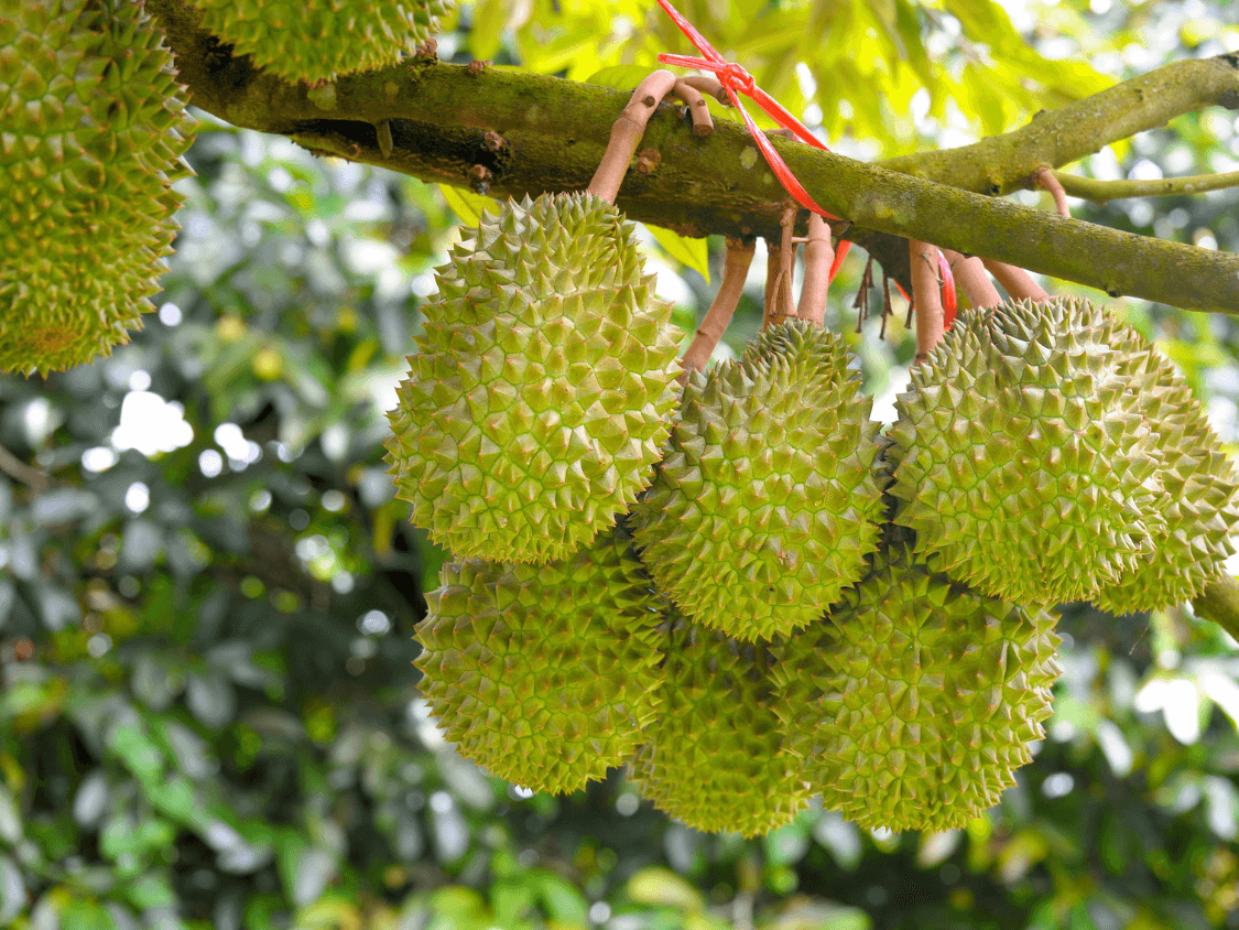 Kumpulan Foto Durian Paling Mantap Terbagus dan Terlengkap 15 Foto Durian