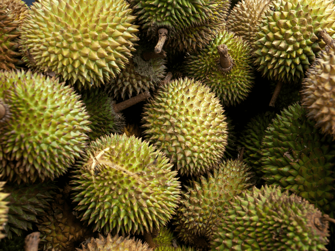 Kumpulan Foto Durian Paling Mantap Terbagus dan Terlengkap 2 Foto Durian