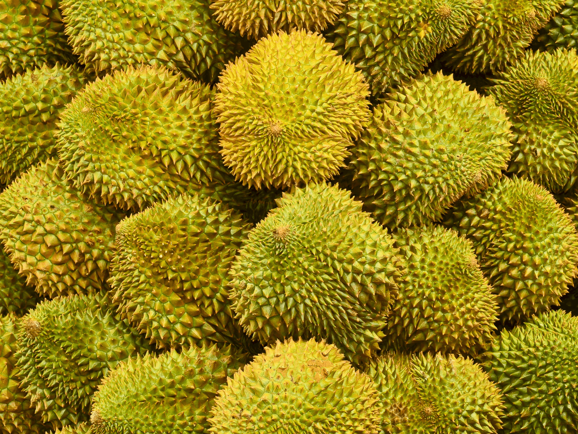 Kumpulan Foto Durian Paling Mantap Terbagus dan Terlengkap 24 Foto Durian