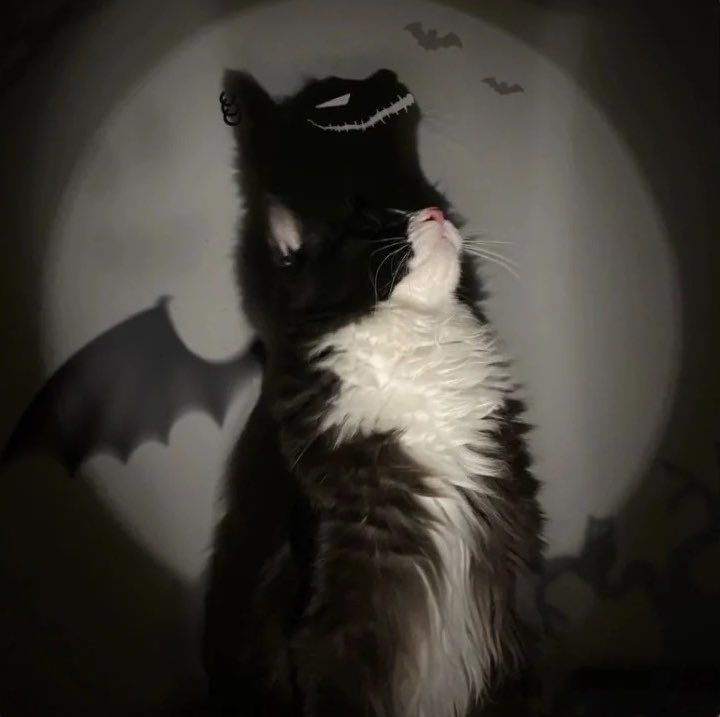 Kumpulan Foto Kucing Keren Terbagus dan Terlengkap 31 Foto Kucing Keren