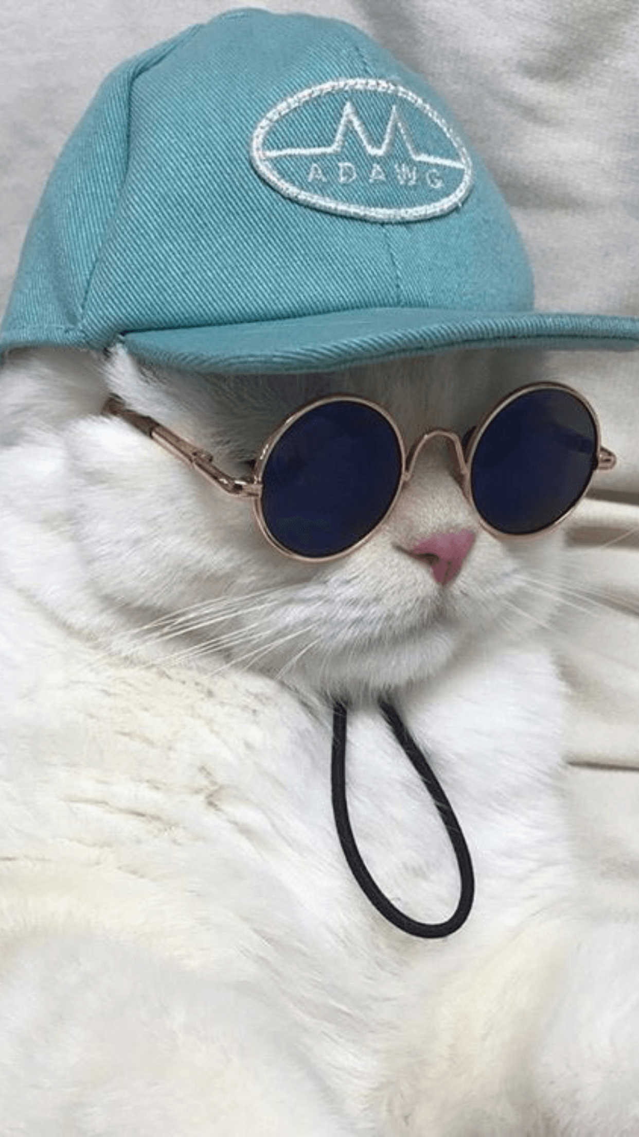 Kumpulan Foto Kucing Keren Terbagus dan Terlengkap 29 Foto Kucing Keren