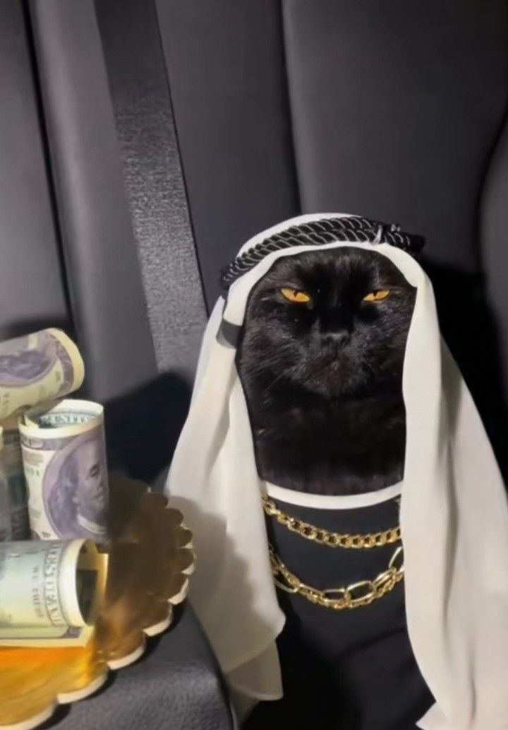 Kumpulan Foto Kucing Keren Terbagus dan Terlengkap 21 Foto Kucing Keren