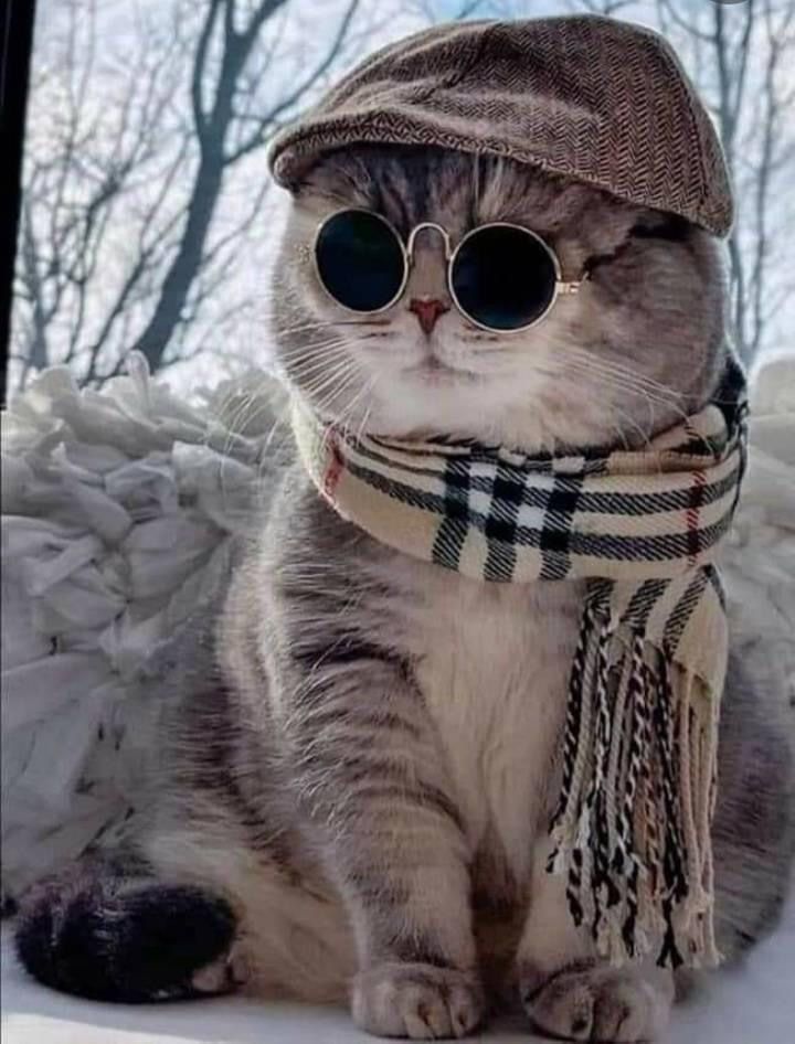 Kumpulan Foto Kucing Keren Terbagus dan Terlengkap 20 Foto Kucing Keren