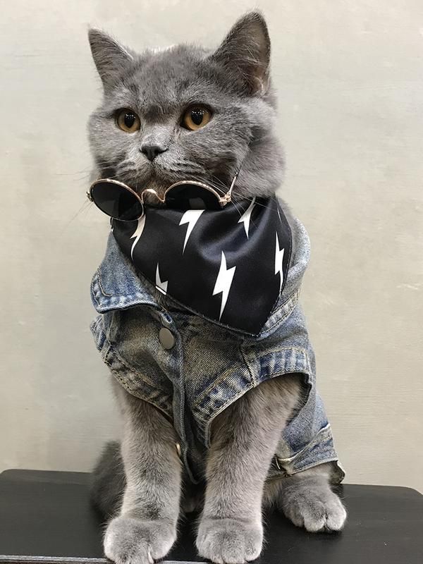 Kumpulan Foto Kucing Keren Terbagus dan Terlengkap 18 Foto Kucing Keren