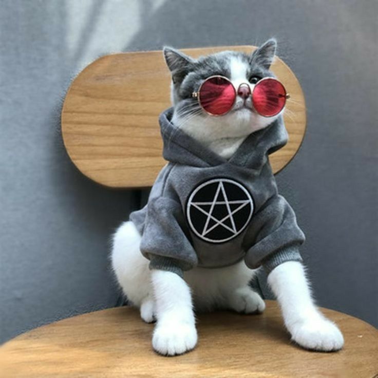 Kumpulan Foto Kucing Keren Terbagus dan Terlengkap 16 Foto Kucing Keren