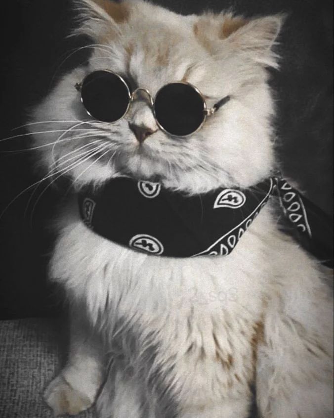 Kumpulan Foto Kucing Keren Terbagus dan Terlengkap 14 Foto Kucing Keren