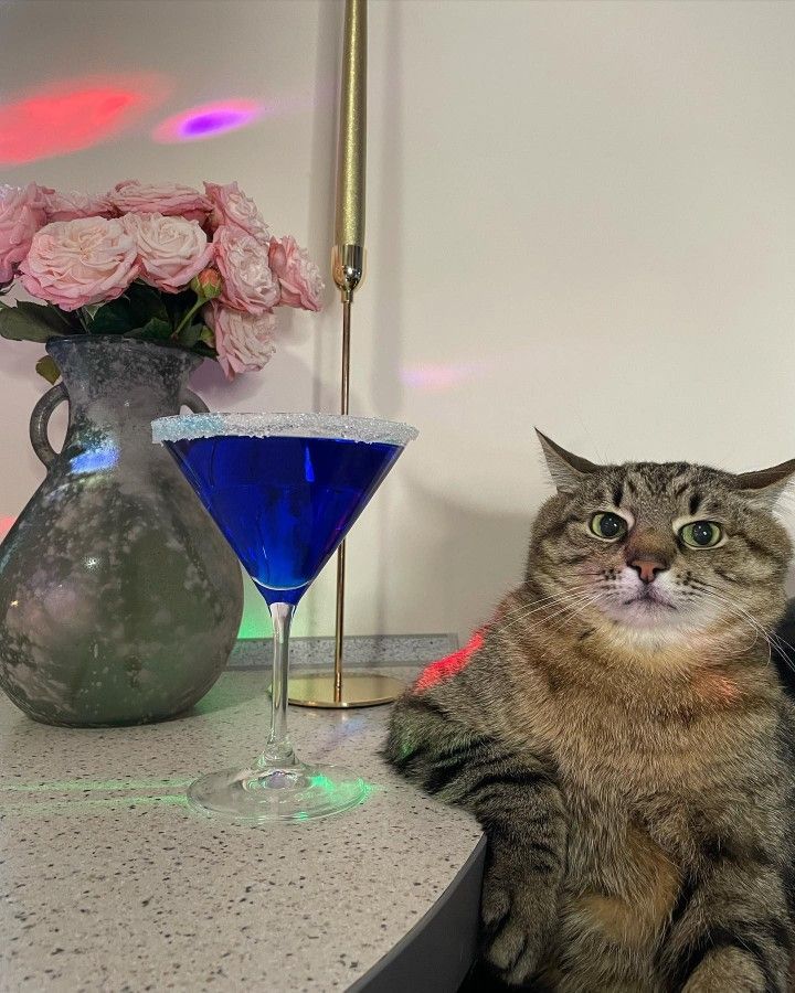 Kumpulan Foto Kucing Keren Terbagus dan Terlengkap 13 Foto Kucing Keren