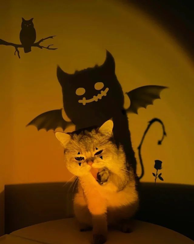 Kumpulan Foto Kucing Keren Terbagus dan Terlengkap 30 Foto Kucing Keren