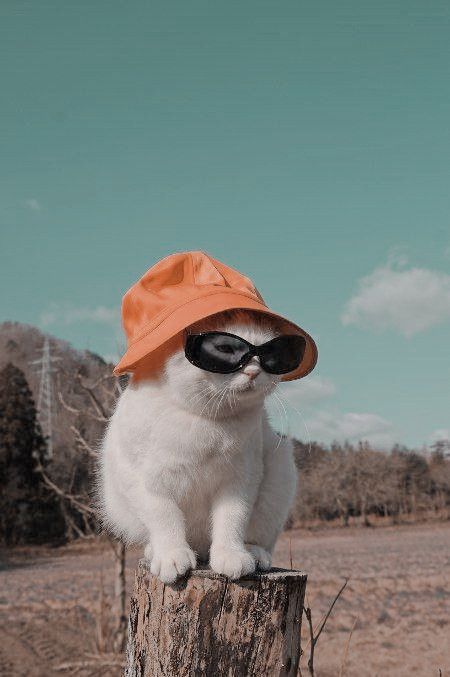 Kumpulan Foto Kucing Keren Terbagus dan Terlengkap 11 Foto Kucing Keren