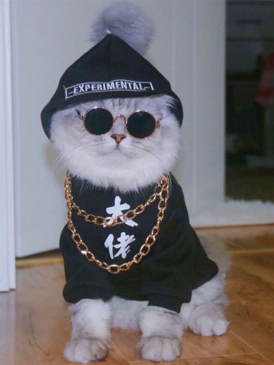 Kumpulan Foto Kucing Keren Terbagus dan Terlengkap 10 Foto Kucing Keren