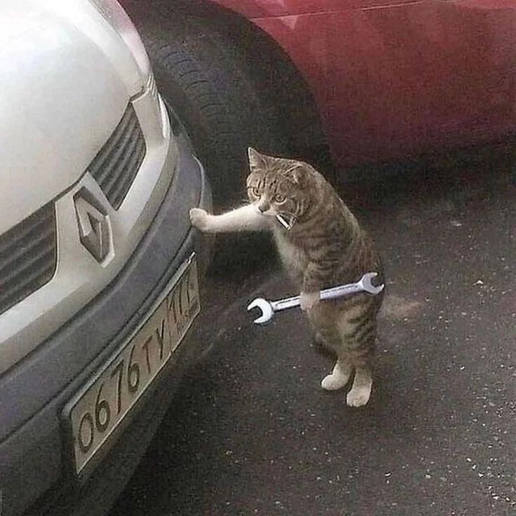 Kumpulan Foto Kucing Keren Terbagus dan Terlengkap 9 Foto Kucing Keren