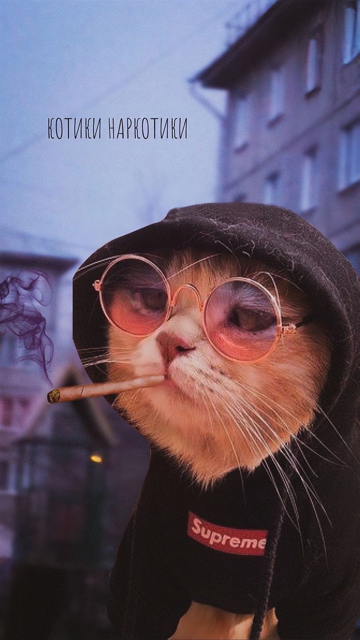 Kumpulan Foto Kucing Keren Terbagus dan Terlengkap 8 Foto Kucing Keren