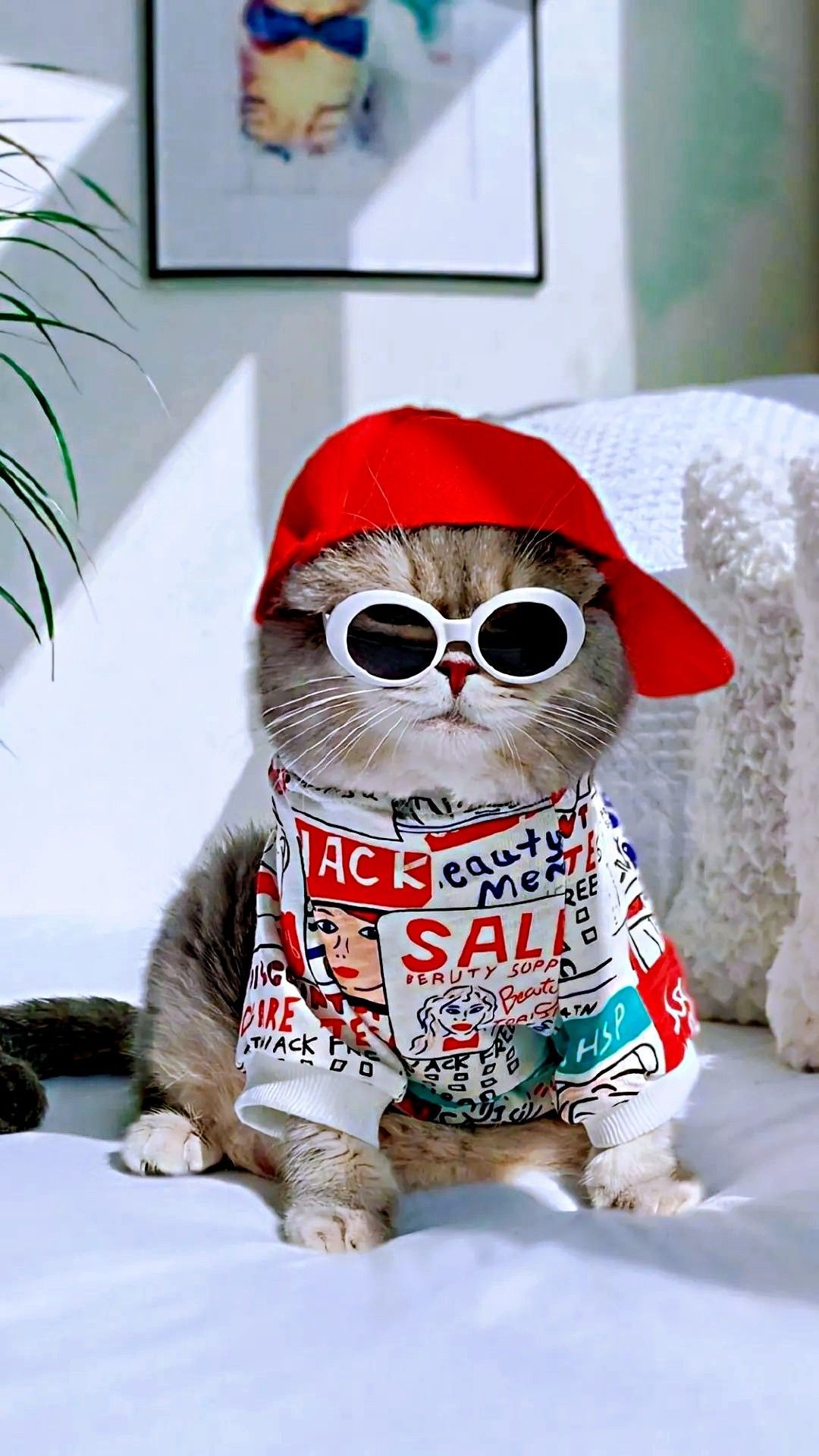 Kumpulan Foto Kucing Keren Terbagus dan Terlengkap 7 Foto Kucing Keren