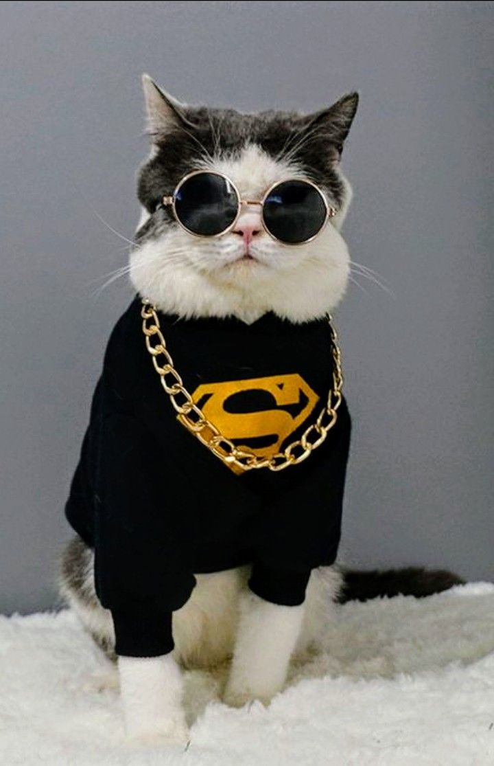 Kumpulan Foto Kucing Keren Terbagus dan Terlengkap 6 Foto Kucing Keren