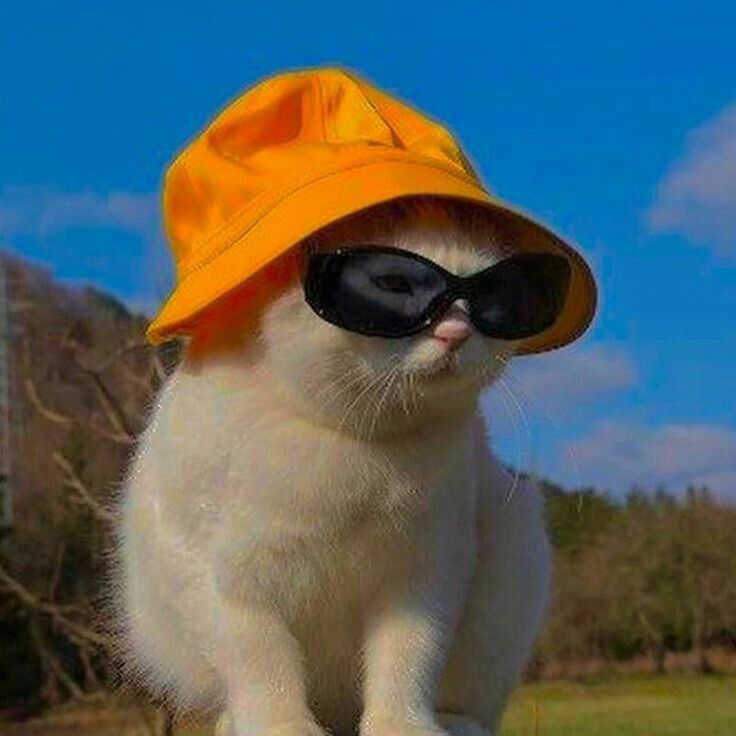 Kumpulan Foto Kucing Keren Terbagus dan Terlengkap 3 Foto Kucing Keren