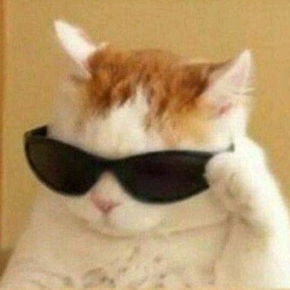 Kumpulan Foto Kucing Keren Terbagus dan Terlengkap 2 Foto Kucing Keren