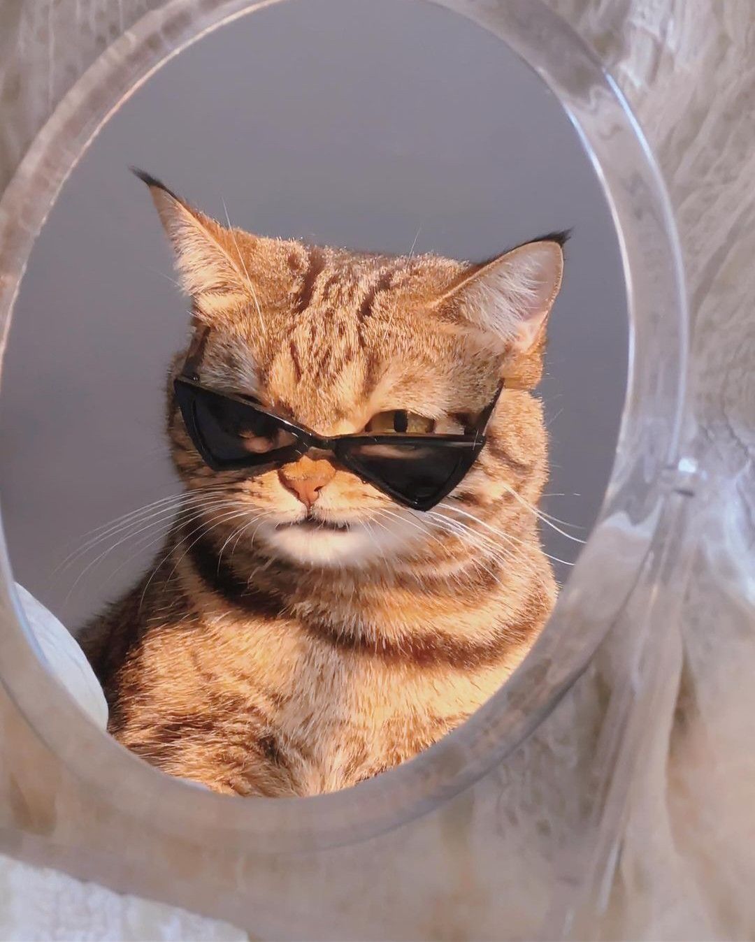 Kumpulan Foto Kucing Keren Terbagus dan Terlengkap 28 Foto Kucing Keren