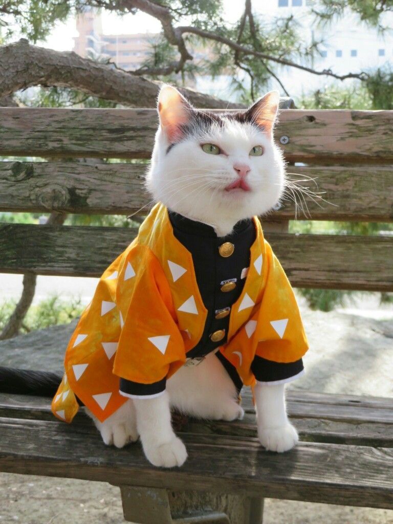 Kumpulan Foto Kucing Keren Terbagus dan Terlengkap 22 Foto Kucing Keren