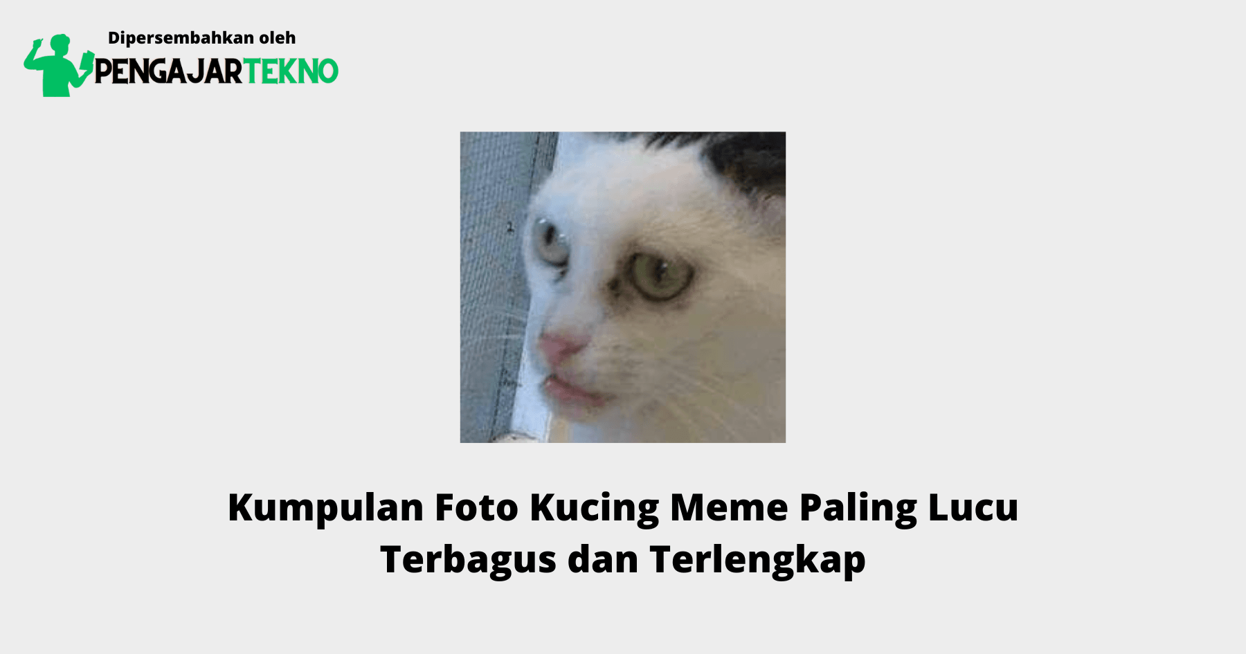 Foto Kucing Meme
