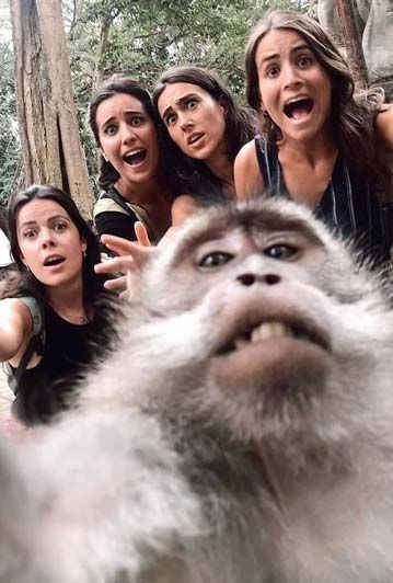 Kumpulan Foto Monyet Selfie Paling Lucu Terbagus dan Terlengkap 31 Foto Monyet Selfie