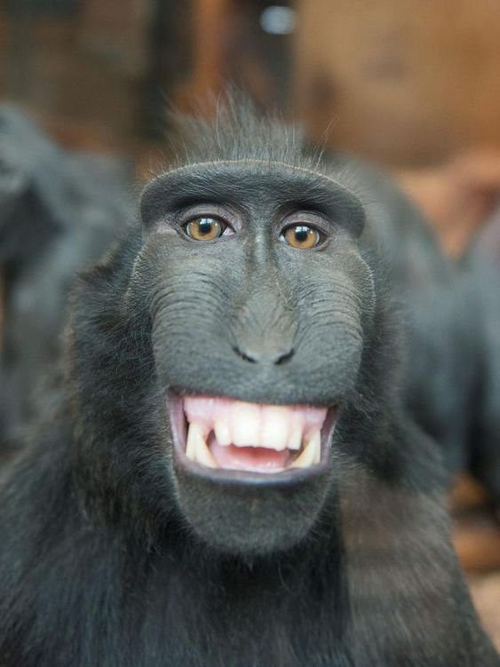 Kumpulan Foto Monyet Selfie Paling Lucu Terbagus dan Terlengkap 22 Foto Monyet Selfie