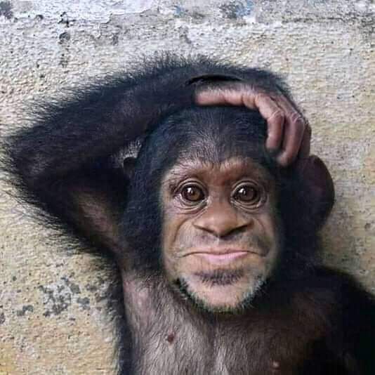 Kumpulan Foto Monyet Selfie Paling Lucu Terbagus dan Terlengkap 21 Foto Monyet Selfie