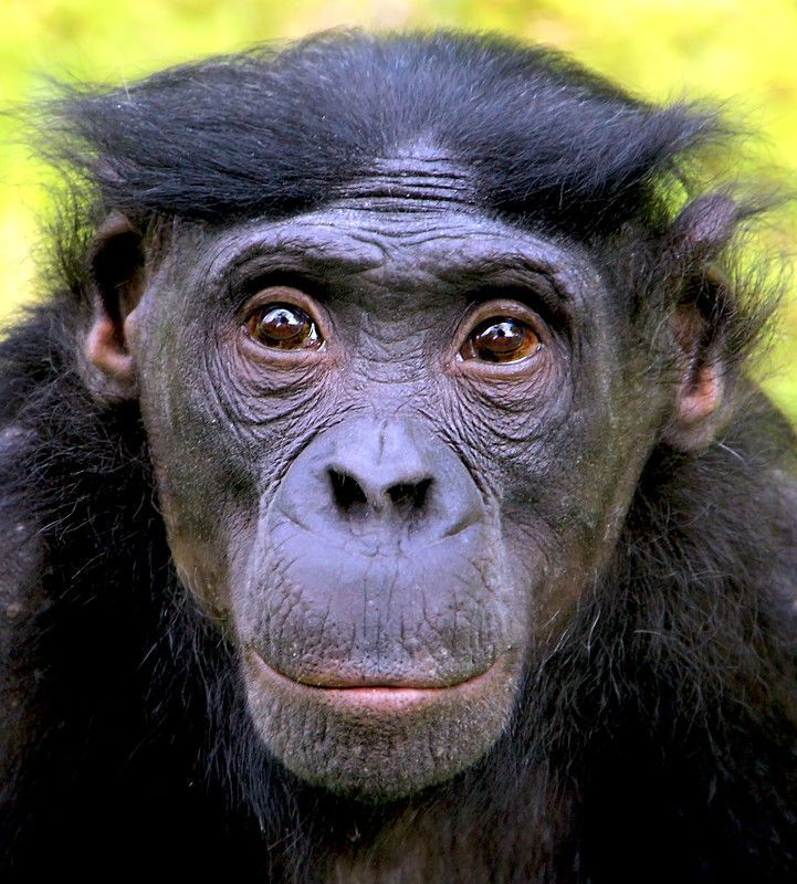 Kumpulan Foto Monyet Selfie Paling Lucu Terbagus dan Terlengkap 20 Foto Monyet Selfie