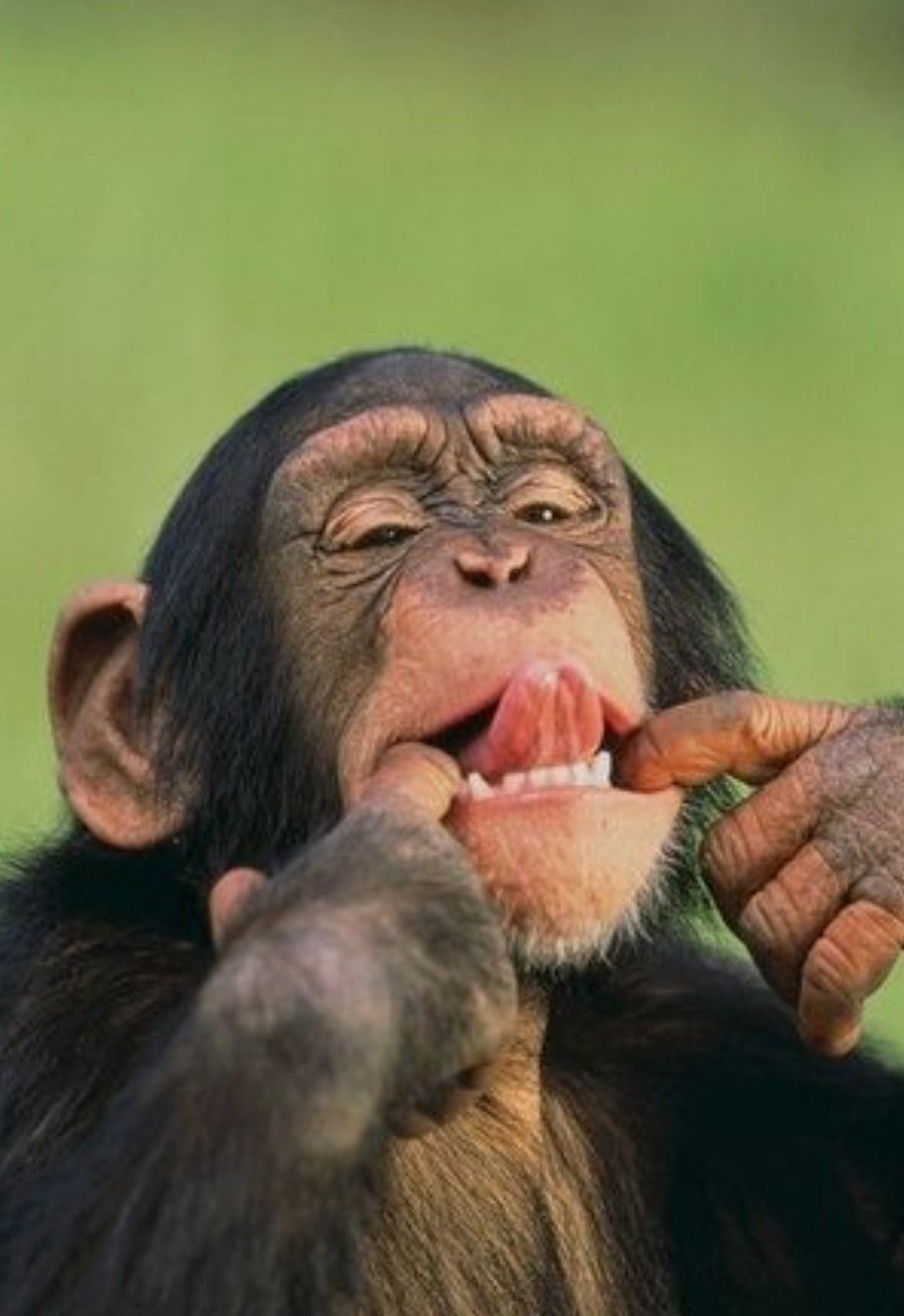 Kumpulan Foto Monyet Selfie Paling Lucu Terbagus dan Terlengkap 18 Foto Monyet Selfie