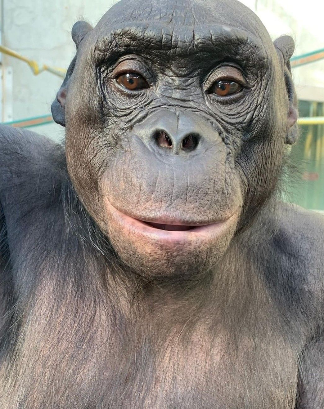 Kumpulan Foto Monyet Selfie Paling Lucu Terbagus dan Terlengkap 17 Foto Monyet Selfie