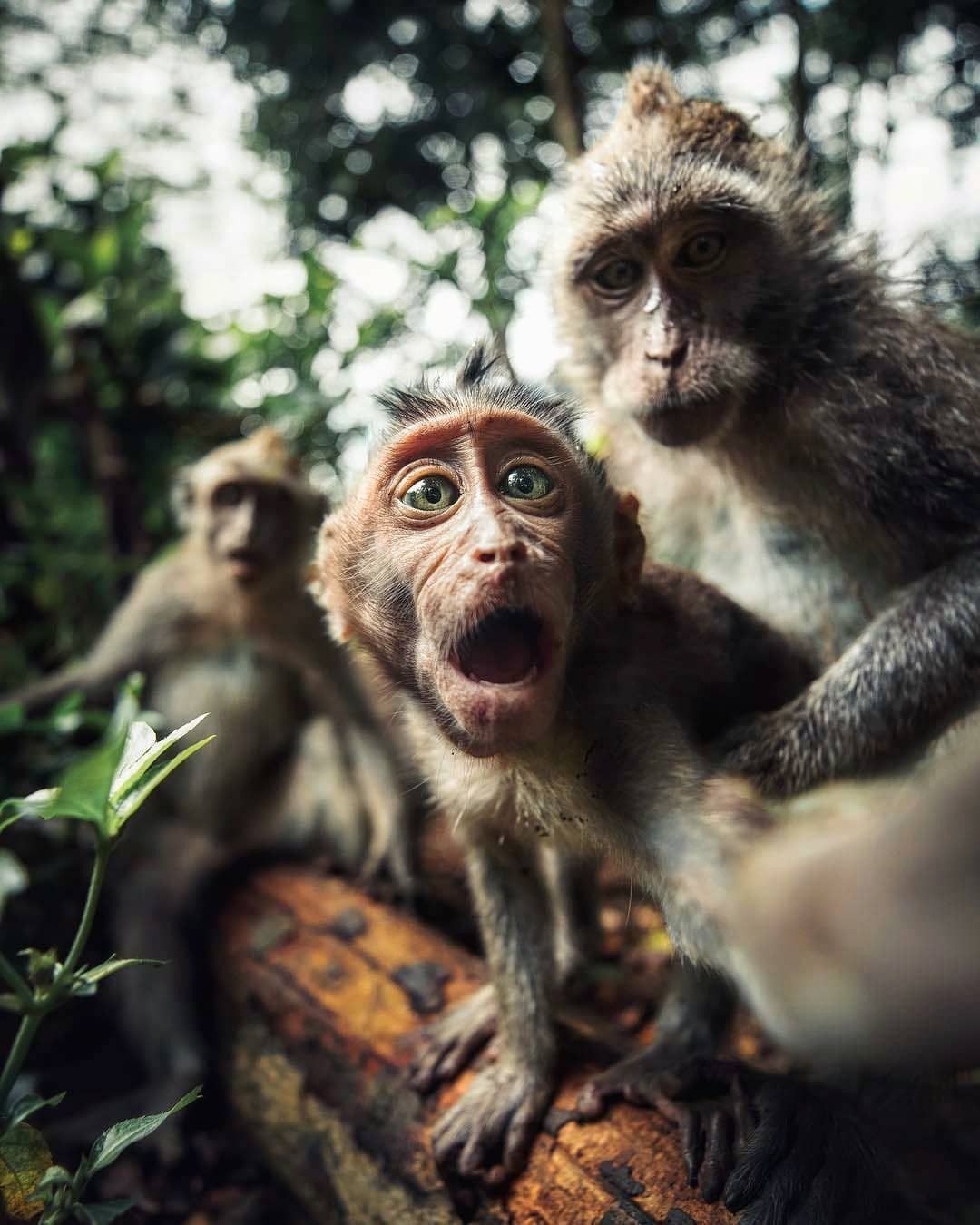 Kumpulan Foto Monyet Selfie Paling Lucu Terbagus dan Terlengkap 16 Foto Monyet Selfie