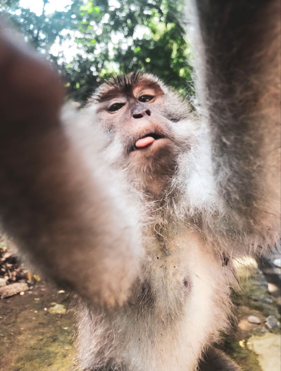 Kumpulan Foto Monyet Selfie Paling Lucu Terbagus dan Terlengkap 14 Foto Monyet Selfie