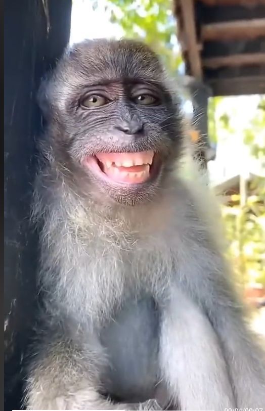 Kumpulan Foto Monyet Selfie Paling Lucu Terbagus dan Terlengkap 13 Foto Monyet Selfie