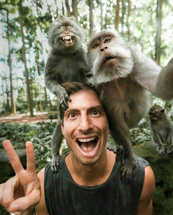 Kumpulan Foto Monyet Selfie Paling Lucu Terbagus dan Terlengkap 30 Foto Monyet Selfie