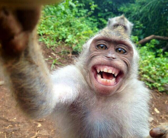 Kumpulan Foto Monyet Selfie Paling Lucu Terbagus dan Terlengkap 7 Foto Monyet Selfie
