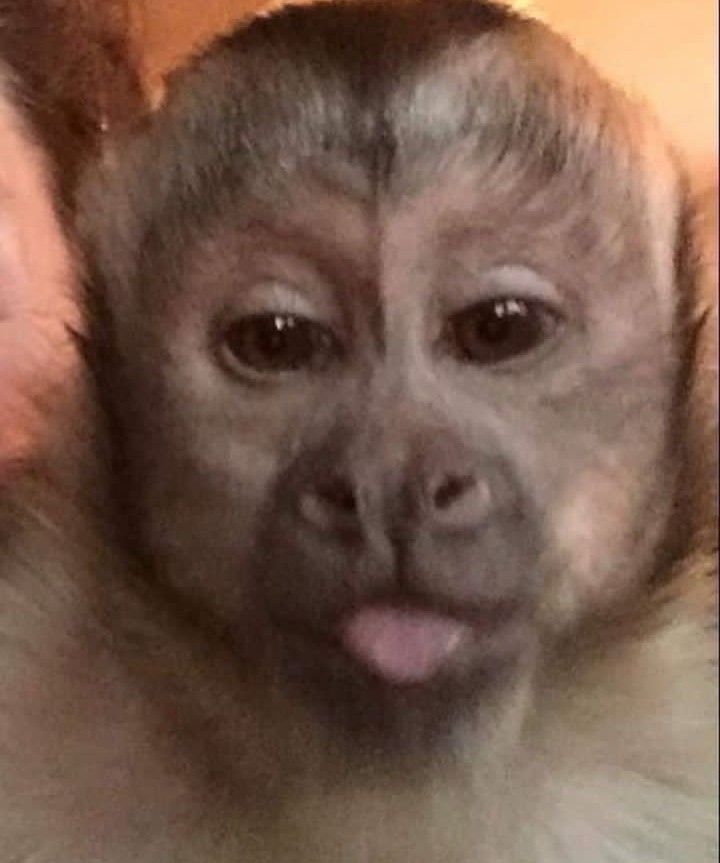 Kumpulan Foto Monyet Selfie Paling Lucu Terbagus dan Terlengkap 6 Foto Monyet Selfie