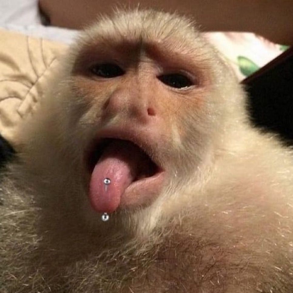 Kumpulan Foto Monyet Selfie Paling Lucu Terbagus dan Terlengkap 4 Foto Monyet Selfie