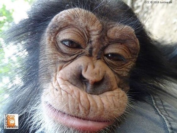 Kumpulan Foto Monyet Selfie Paling Lucu Terbagus dan Terlengkap 3 Foto Monyet Selfie