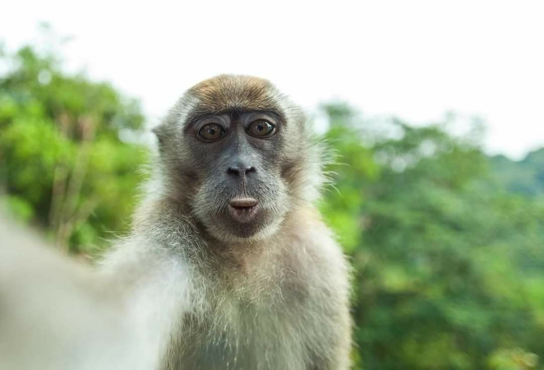 Kumpulan Foto Monyet Selfie Paling Lucu Terbagus dan Terlengkap 29 Foto Monyet Selfie