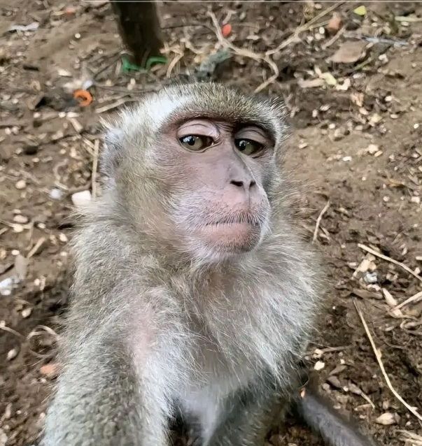 Kumpulan Foto Monyet Selfie Paling Lucu Terbagus dan Terlengkap 2 Foto Monyet Selfie