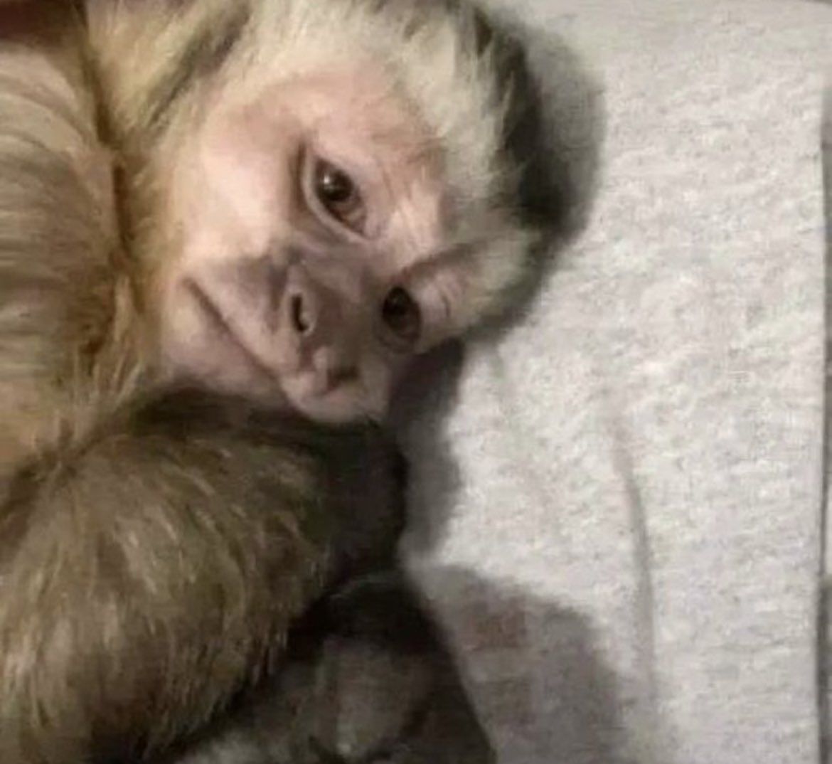 Kumpulan Foto Monyet Selfie Paling Lucu Terbagus dan Terlengkap 28 Foto Monyet Selfie