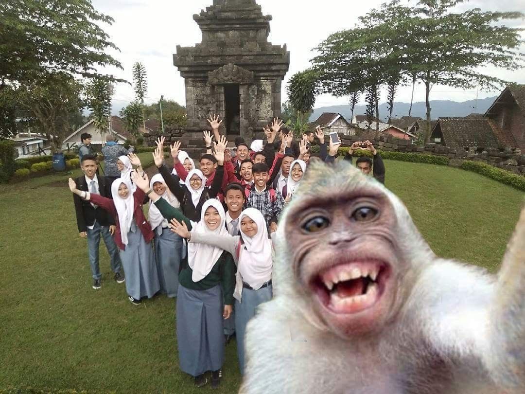 Kumpulan Foto Monyet Selfie Paling Lucu Terbagus dan Terlengkap 26 Foto Monyet Selfie