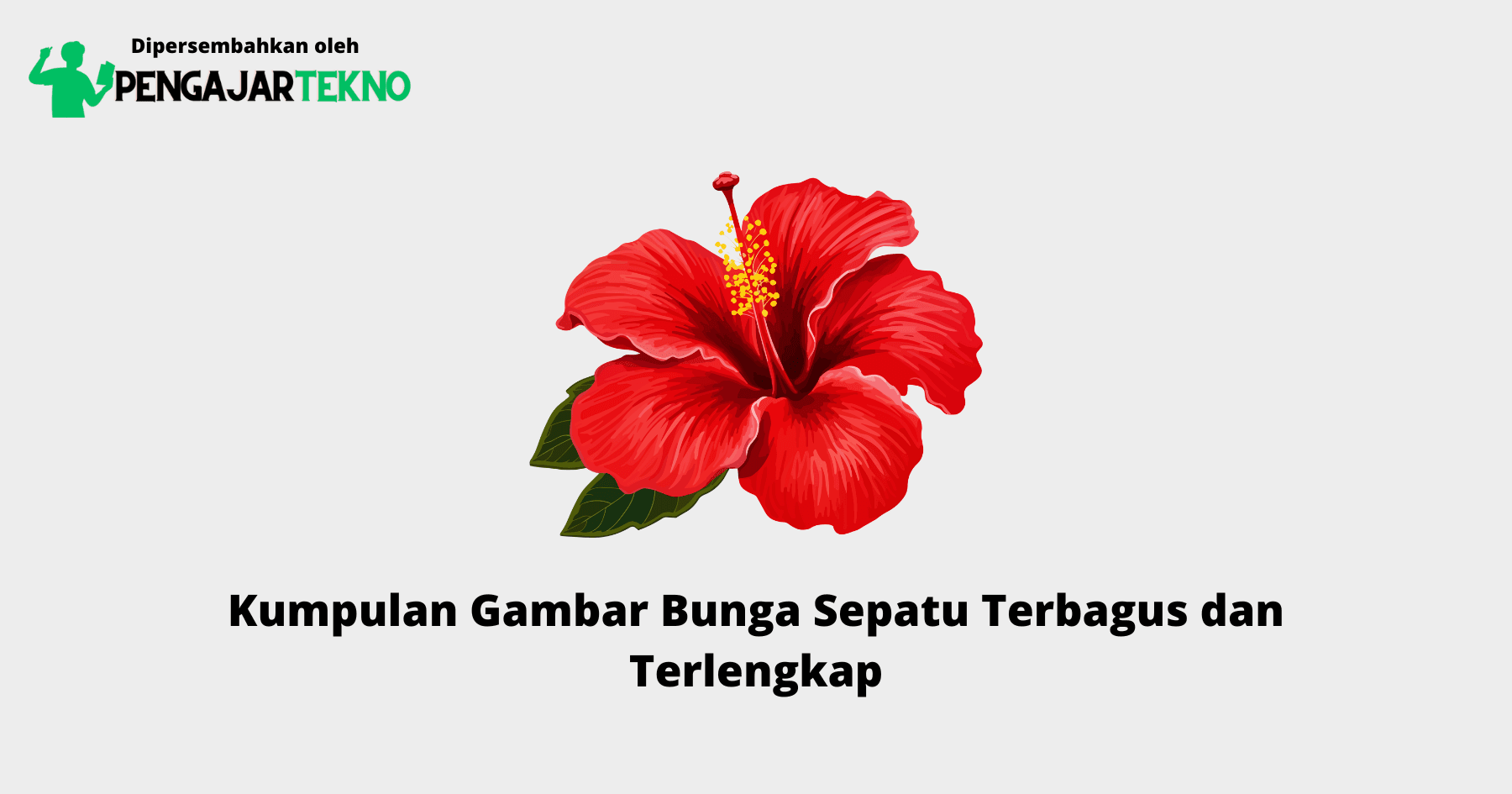 Gambar Bunga Sepatu