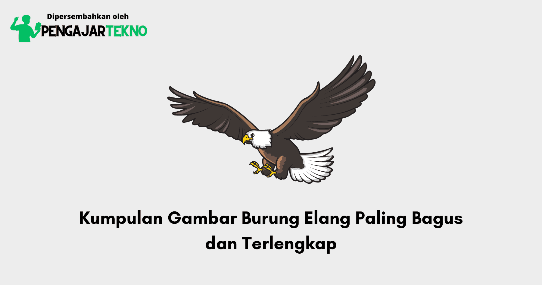 Gambar Burung Elang